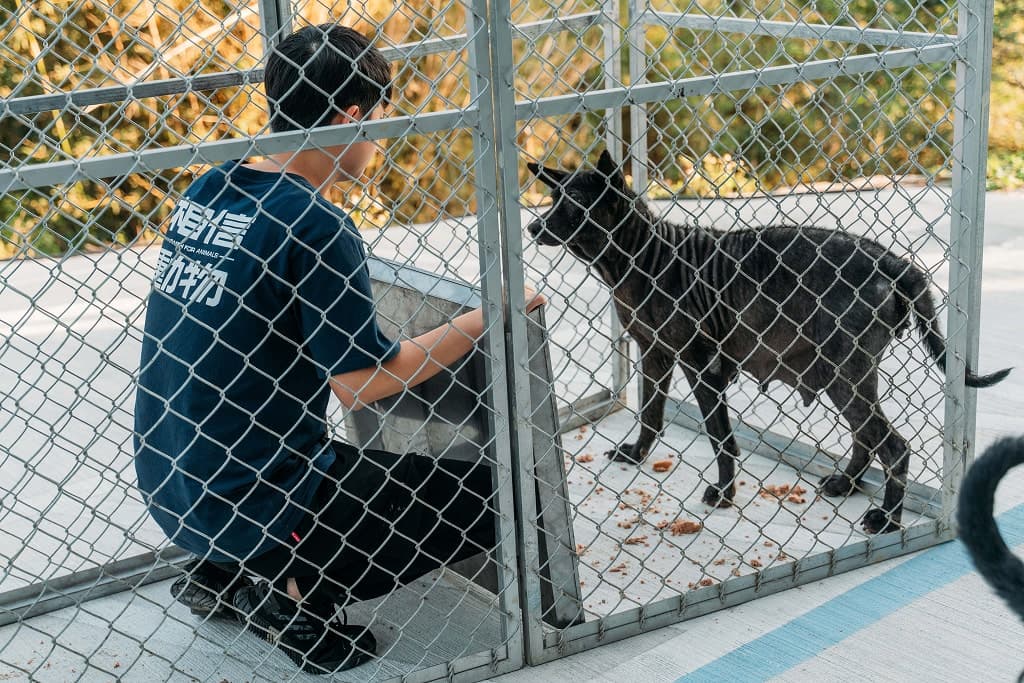 遊蕩犬
高強度絕育計畫