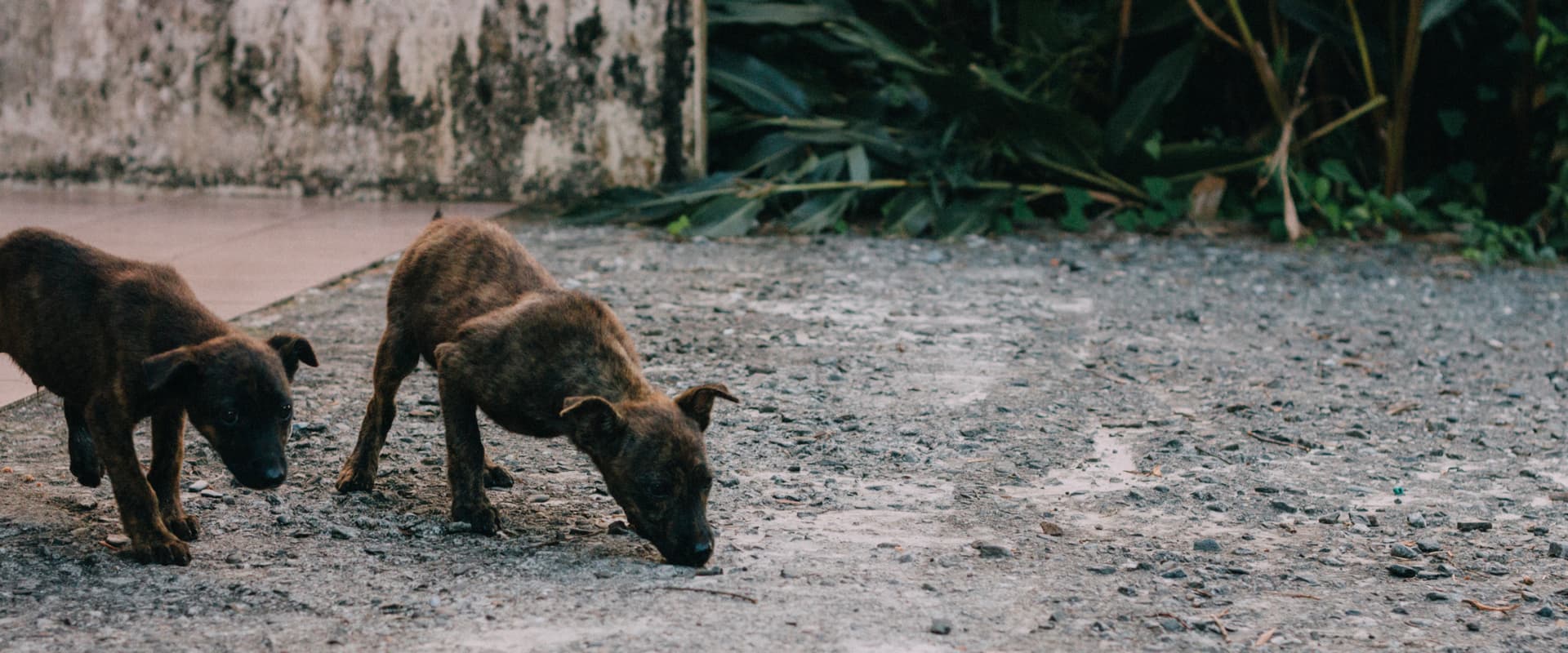 相信動物協會 
Faith For Animals