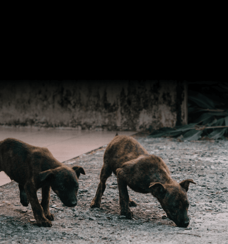 相信動物協會 
Faith For Animals