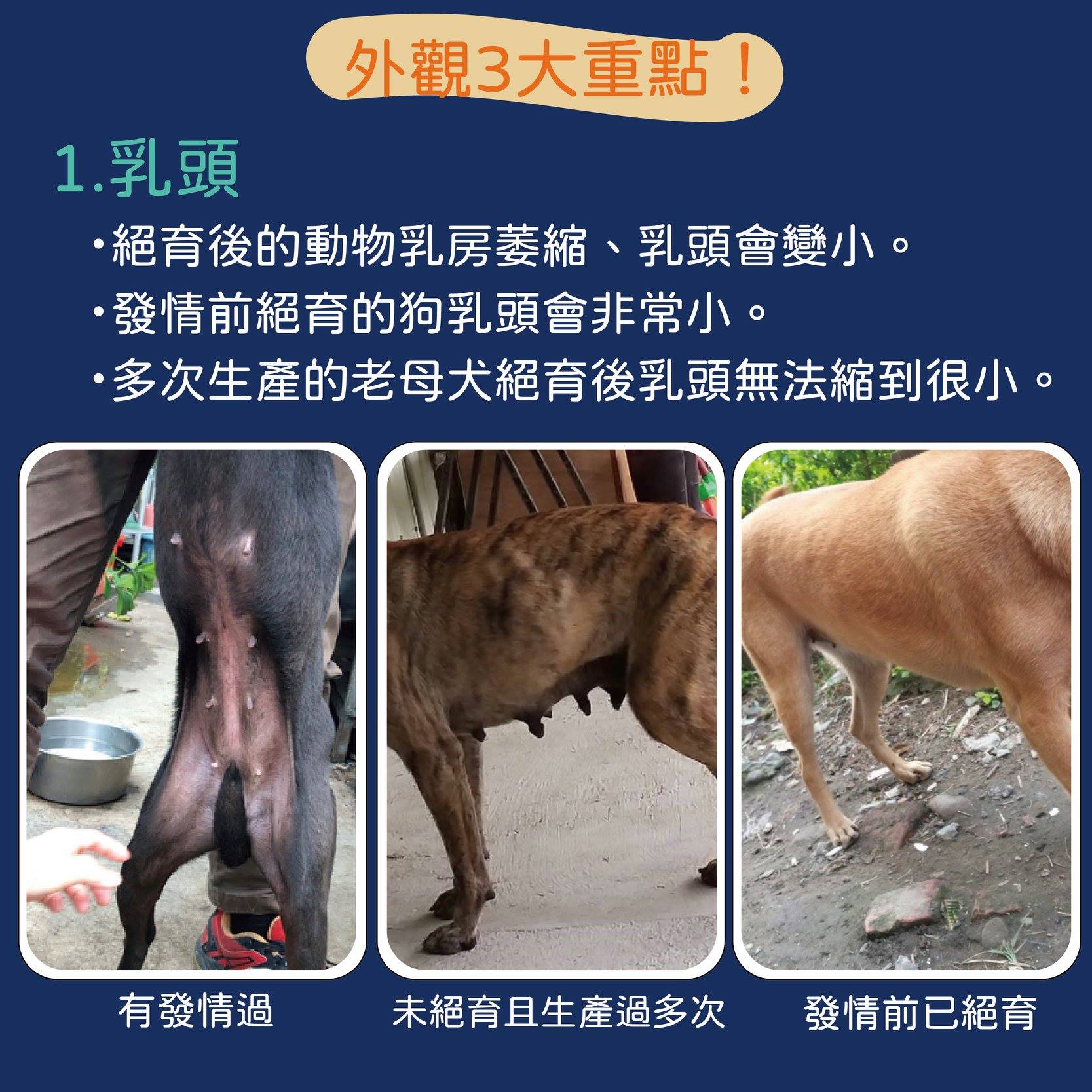 ．乳頭