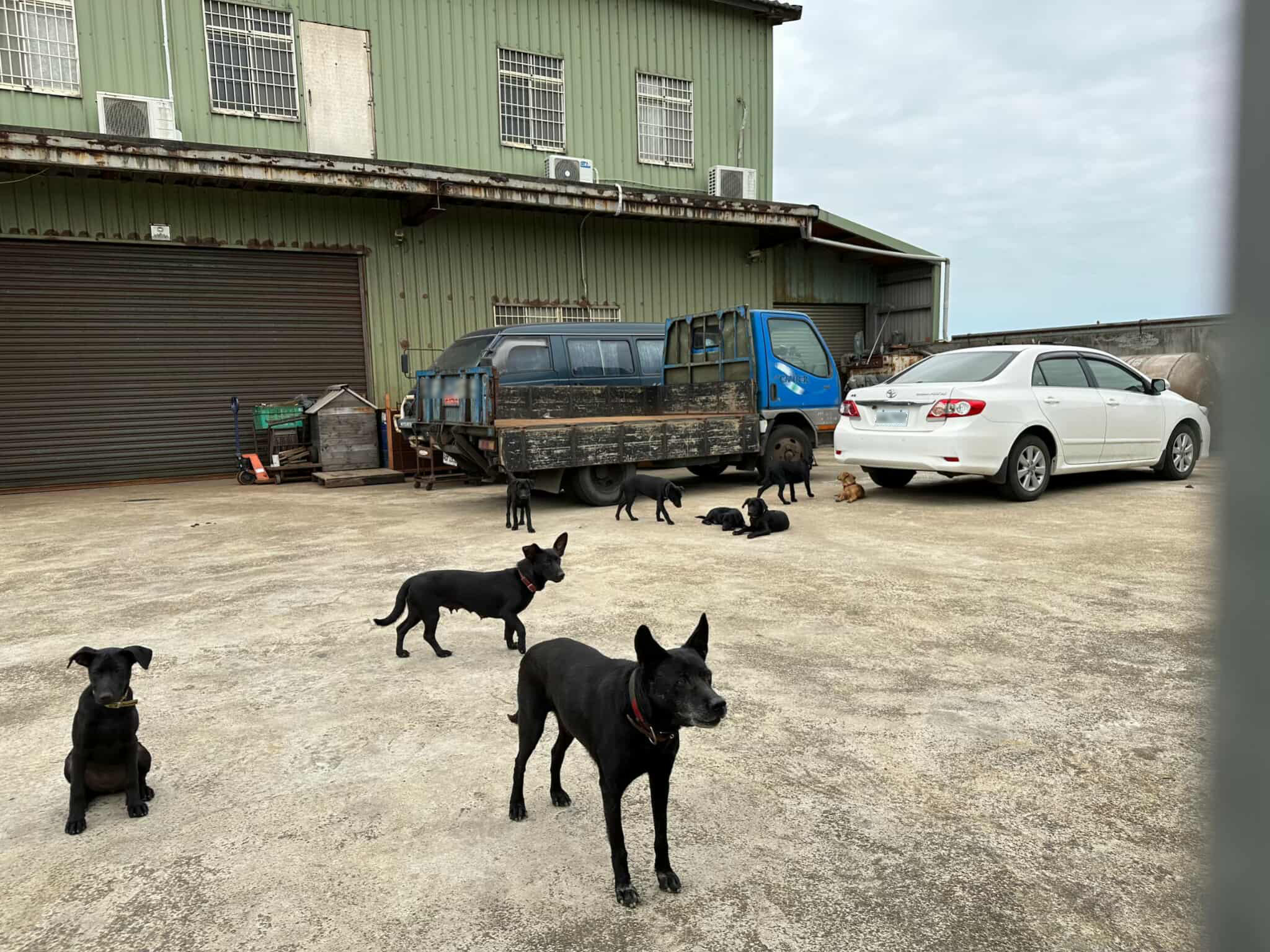 未主動絕育的家犬中，需要工具犬是最常見的飼養動機。