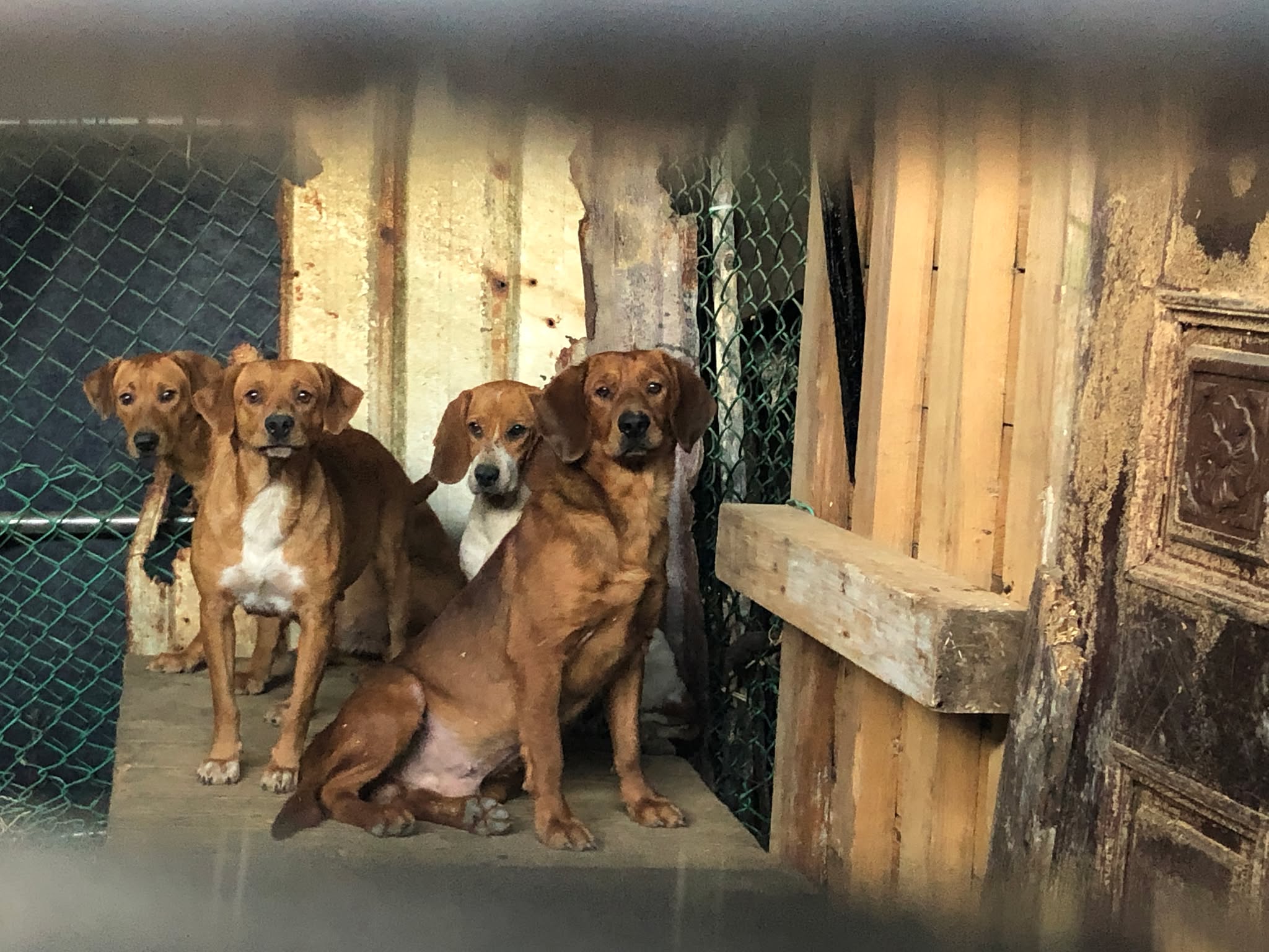 許多飼主對為犬隻絕育相當牴觸，理由百百種，想成功說服對方，需要視情況讓公權力介入，若公部門願意積極、強力執法，「不紮戶」案件往往能成功結案。 
