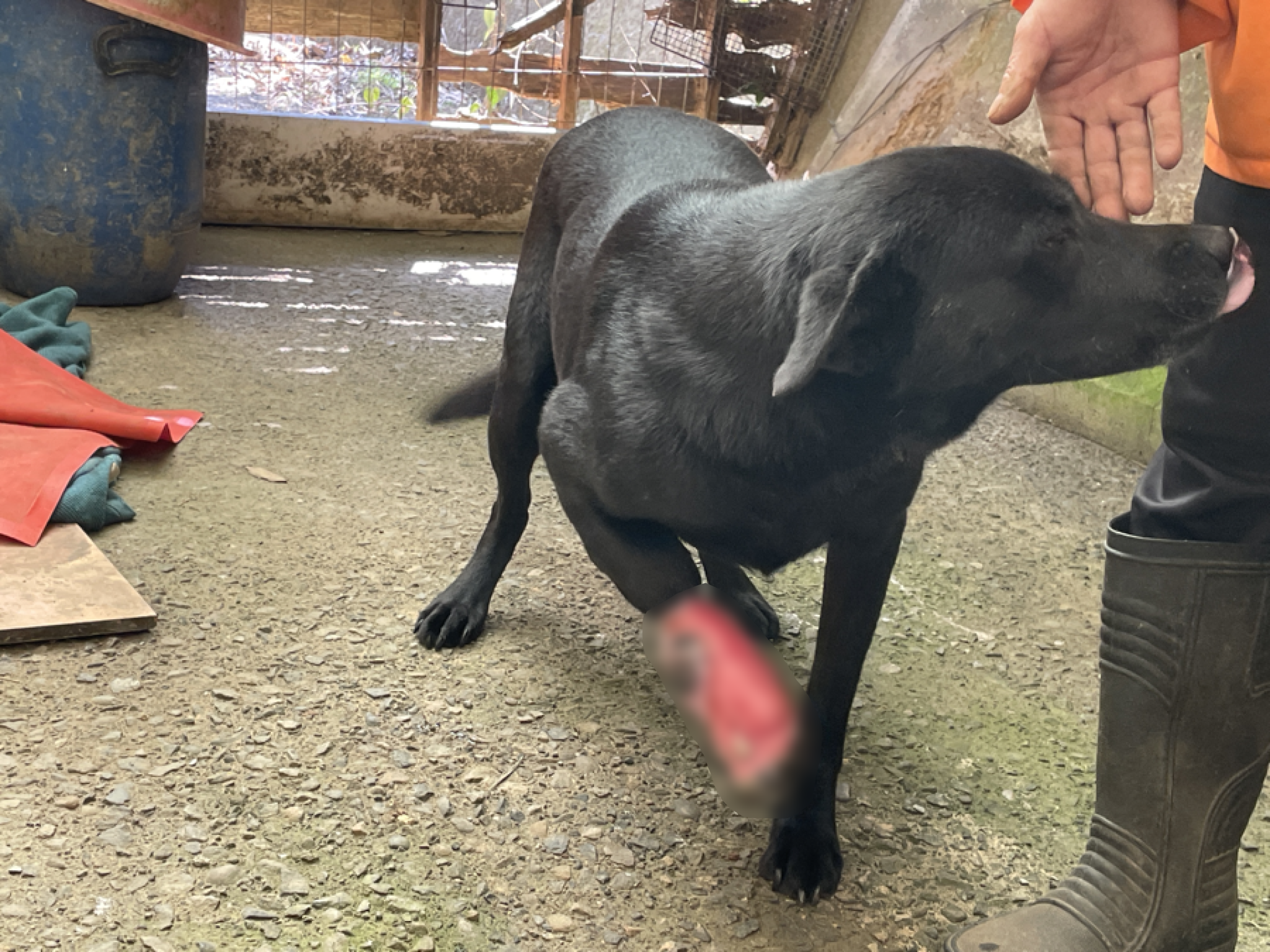 Lucky的腳傷遲遲未見好轉，我們將他接回協會治療