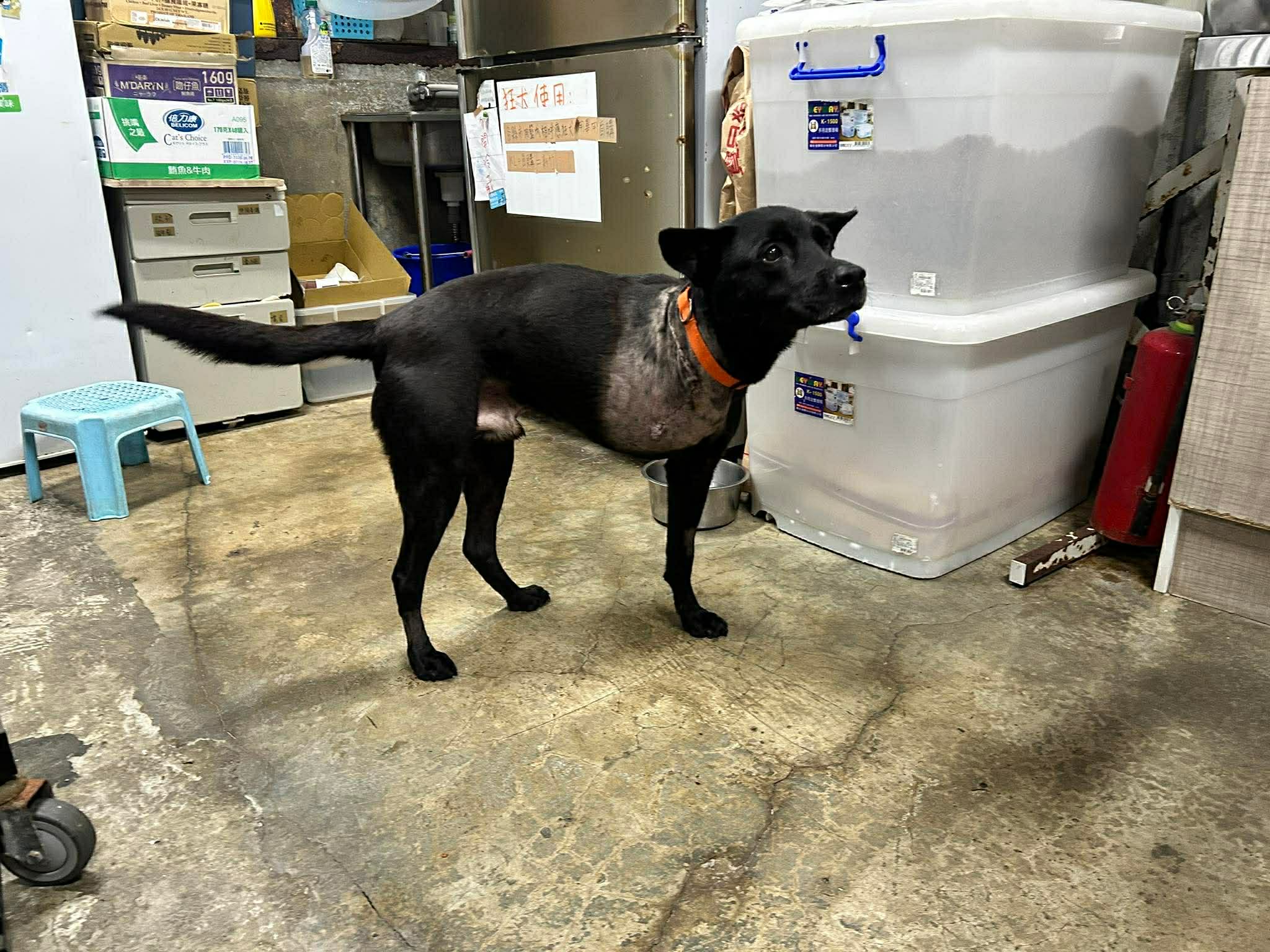 Lucky高位截肢後，行動上沒有大礙。