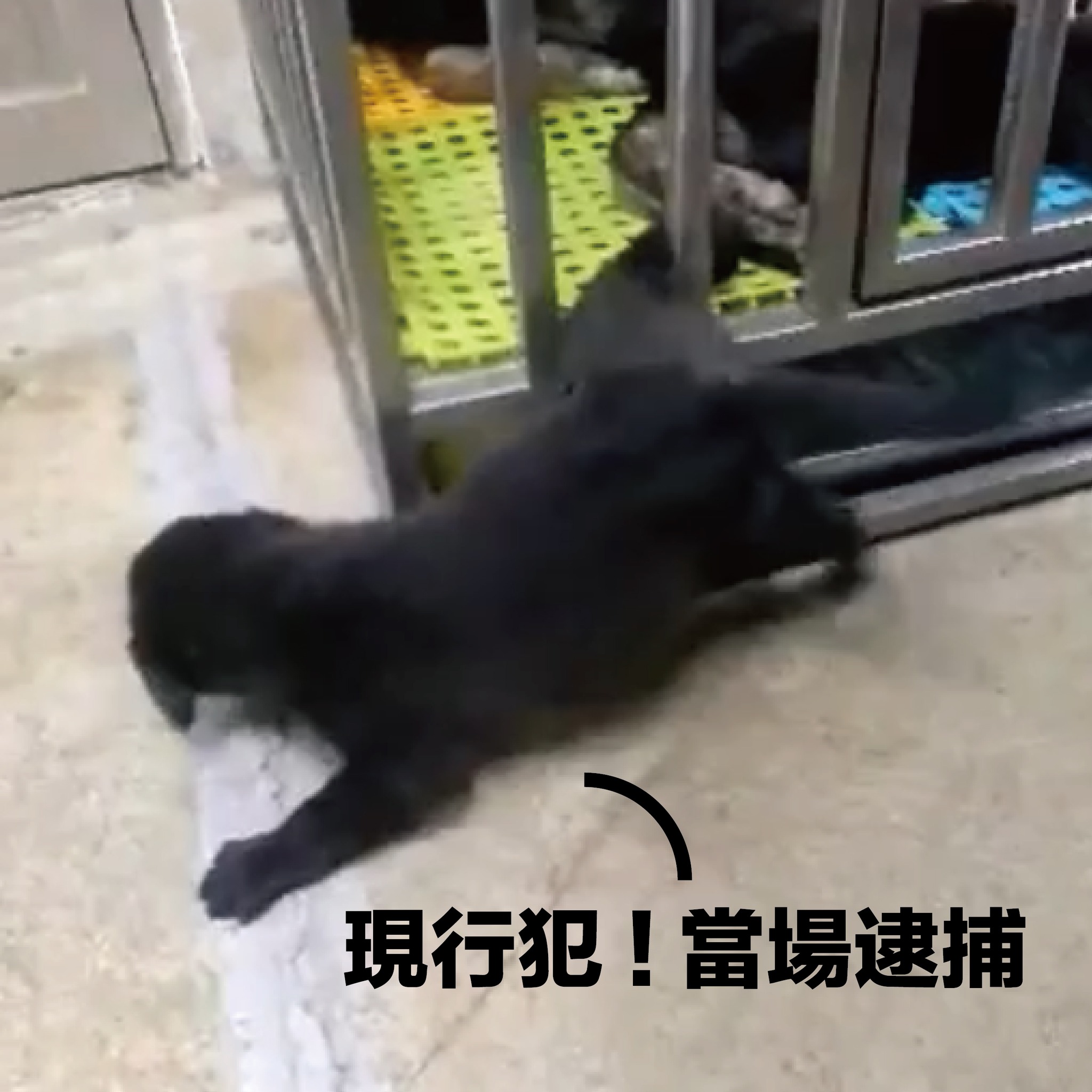 現行犯！當場逮捕！