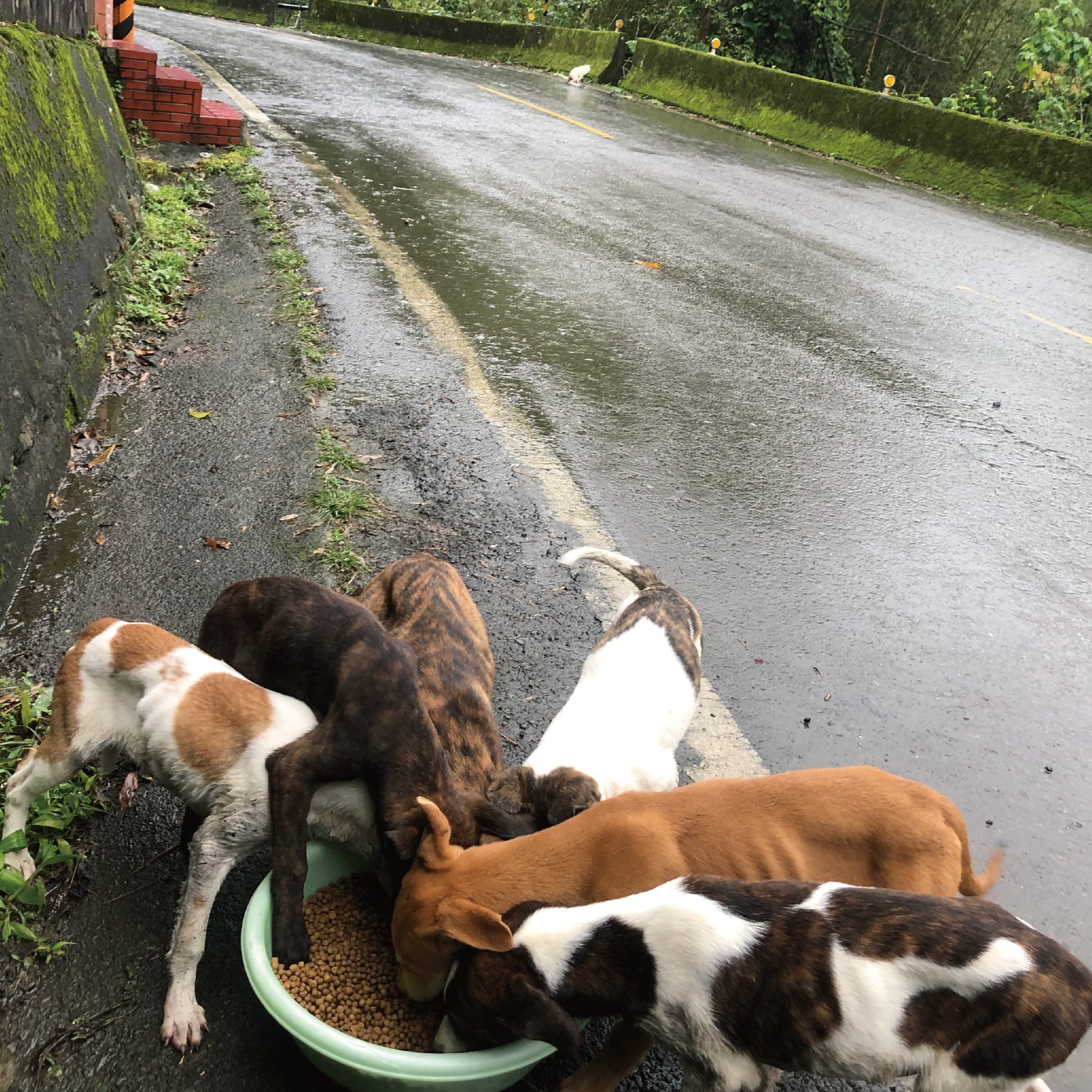捕犬員定期回去探訪及餵食
