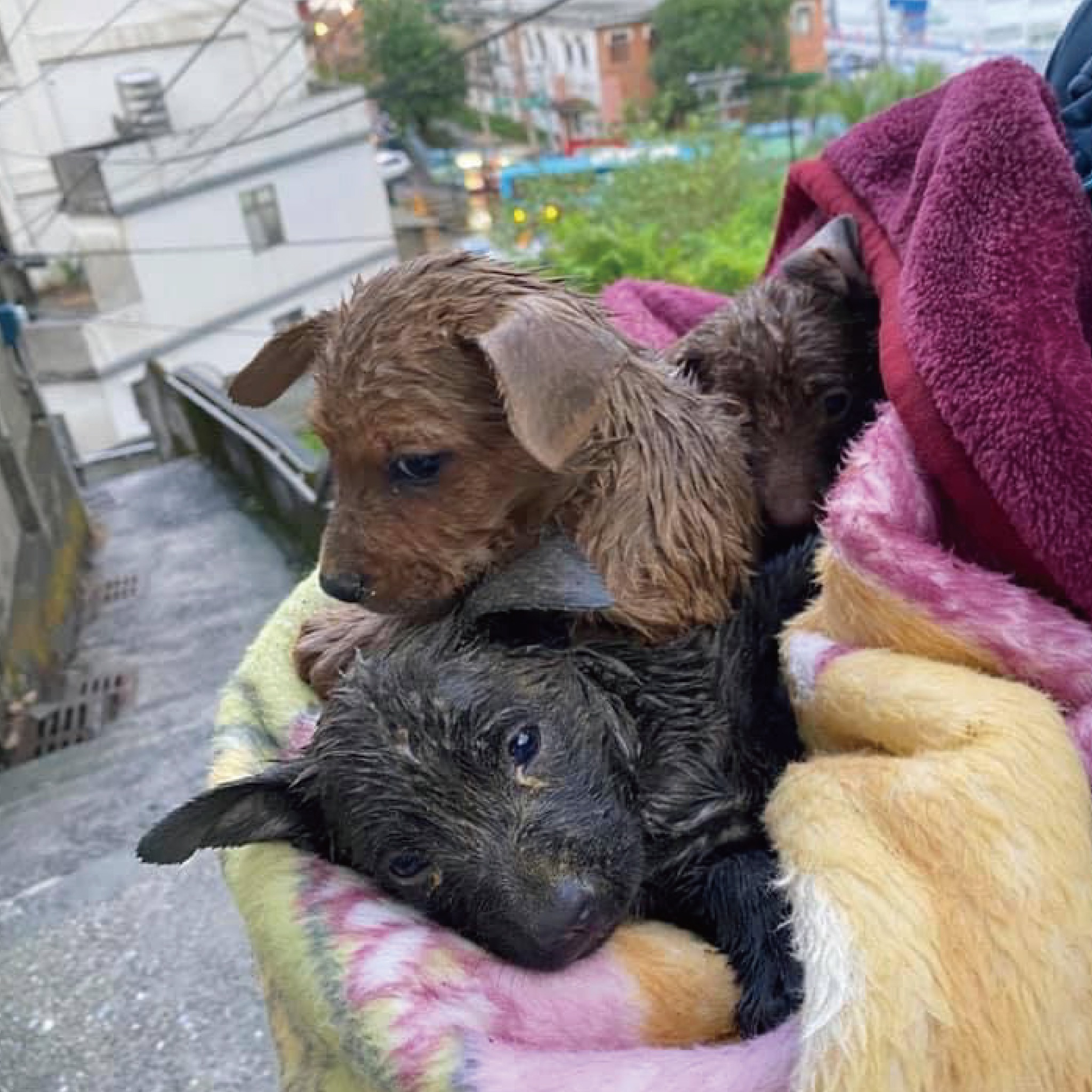 受困在縫隙中的兩隻小幼犬